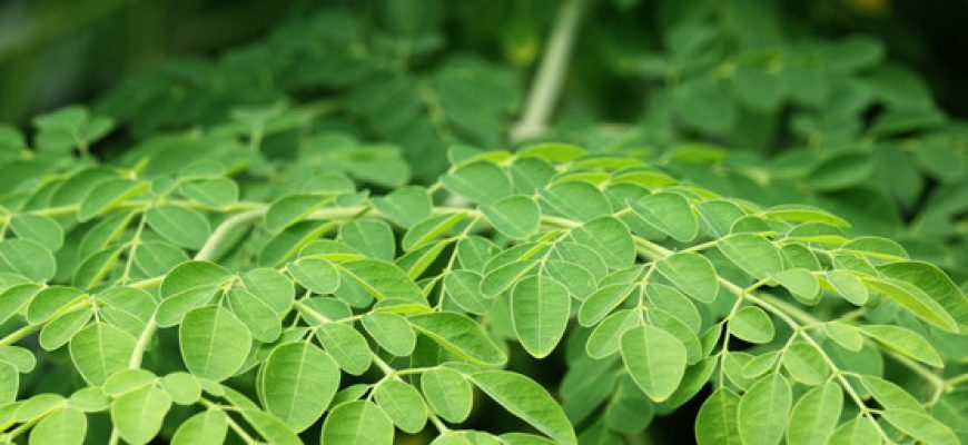 צמח המורינגה ויתרונותיו התזונתיים לאדם